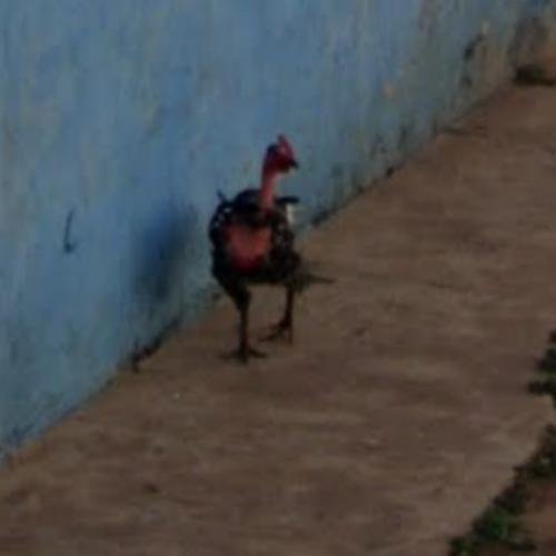 Descubre el Misterio de la Carretera de Pollo en España in Spain