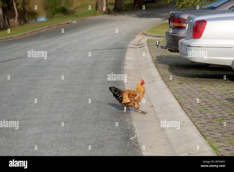 Descubre El Mito de la Ruta del Pollo en España y Juega Ahora